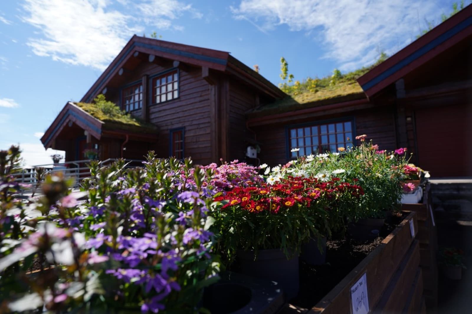 Blomsterutsalget — fargerike blomster til salgs